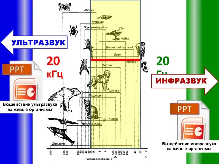 20 Гц 20 кГц Воздействие инфразвука на живые организмы Воздействие ультразвука на живые организмы