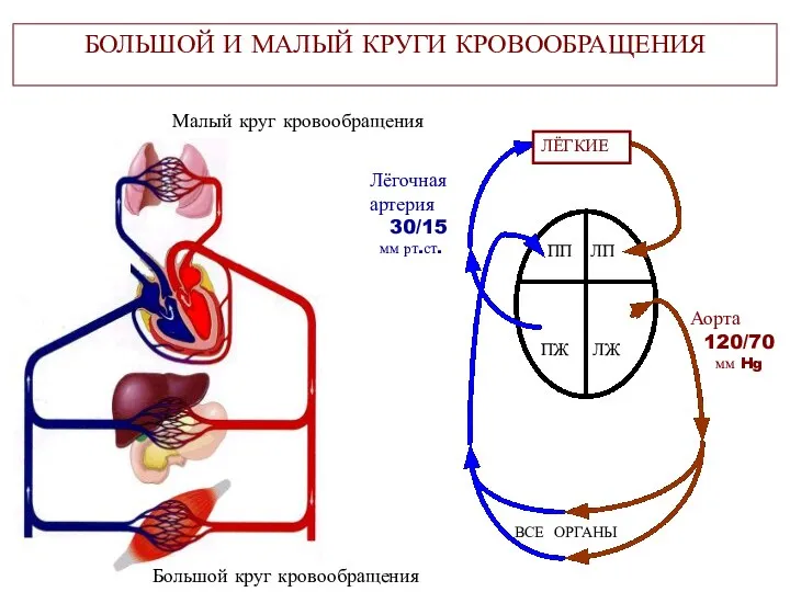 БОЛЬШОЙ И МАЛЫЙ КРУГИ КРОВООБРАЩЕНИЯ ВСЕ ОРГАНЫ Большой круг кровообращения Малый