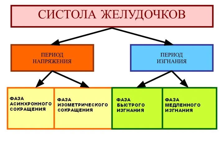 СИСТОЛА ЖЕЛУДОЧКОВ ПЕРИОД НАПРЯЖЕНИЯ ПЕРИОД ИЗГНАНИЯ