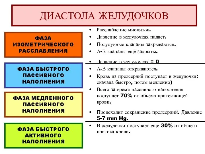 Расслабление миоцитов. Давление в желудочках падает. Полулунные клапаны закрываются. А-В клапаны