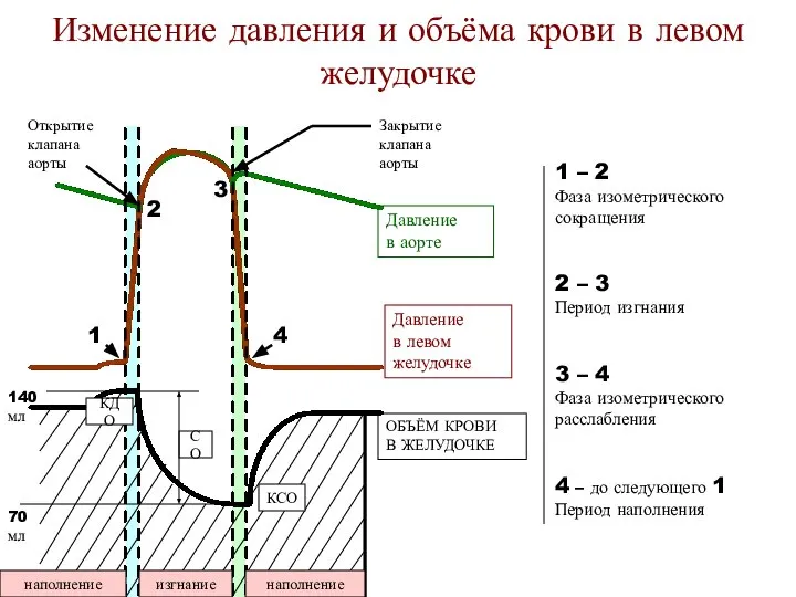 Изменение давления и объёма крови в левом желудочке Давление в аорте