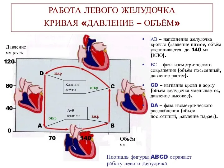 АВ – наполнение желудочка кровью (давление низкое, объём увеличивается до 140