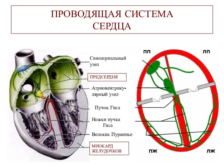 ПРОВОДЯЩАЯ СИСТЕМА СЕРДЦА Синоатриальный узел ПРЕДСЕРДИЯ Атриовентрику- лярный узел Пучок Гиса