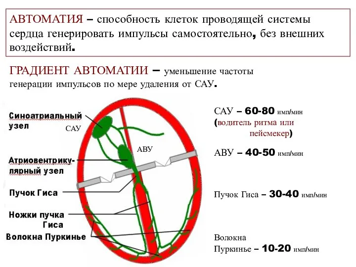 САУ АВУ САУ – 60-80 имп/мин (водитель ритма или пейсмекер) АВУ