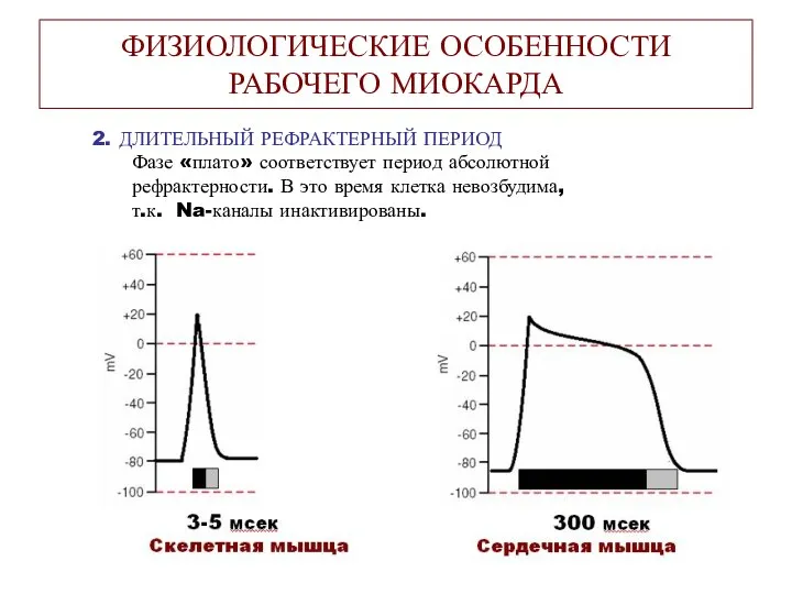 ФИЗИОЛОГИЧЕСКИЕ ОСОБЕННОСТИ РАБОЧЕГО МИОКАРДА 2. ДЛИТЕЛЬНЫЙ РЕФРАКТЕРНЫЙ ПЕРИОД Фазе «плато» соответствует