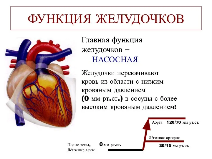 ФУНКЦИЯ ЖЕЛУДОЧКОВ Главная функция желудочков – НАСОСНАЯ Желудочки перекачивают кровь из