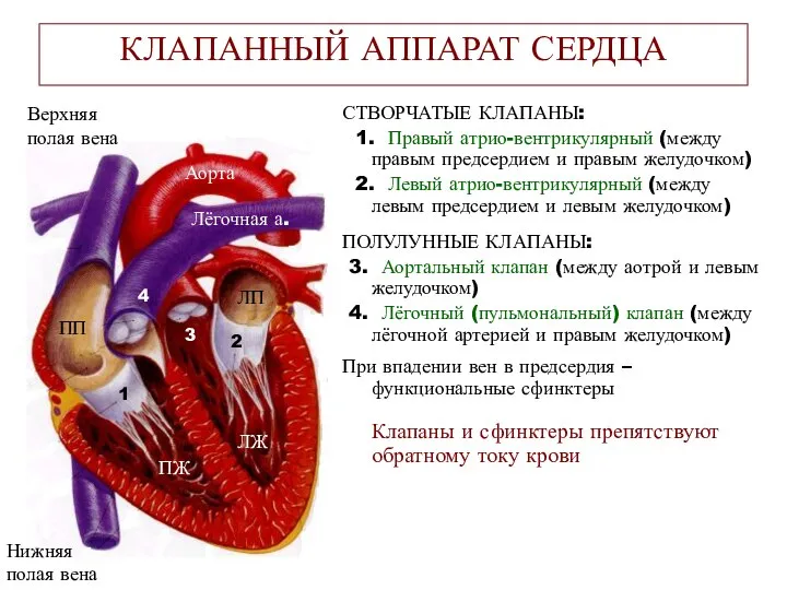 КЛАПАННЫЙ АППАРАТ СЕРДЦА СТВОРЧАТЫЕ КЛАПАНЫ: 1. Правый атрио-вентрикулярный (между правым предсердием