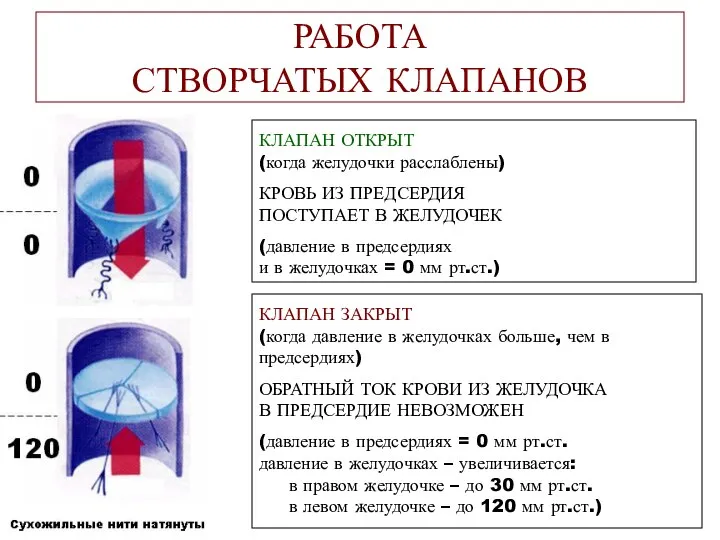 КЛАПАН ОТКРЫТ (когда желудочки расслаблены) КРОВЬ ИЗ ПРЕДСЕРДИЯ ПОСТУПАЕТ В ЖЕЛУДОЧЕК