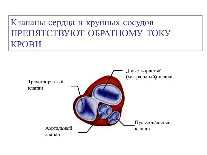 Клапаны сердца и крупных сосудов ПРЕПЯТСТВУЮТ ОБРАТНОМУ ТОКУ КРОВИ Двухстворчатый (митральный)