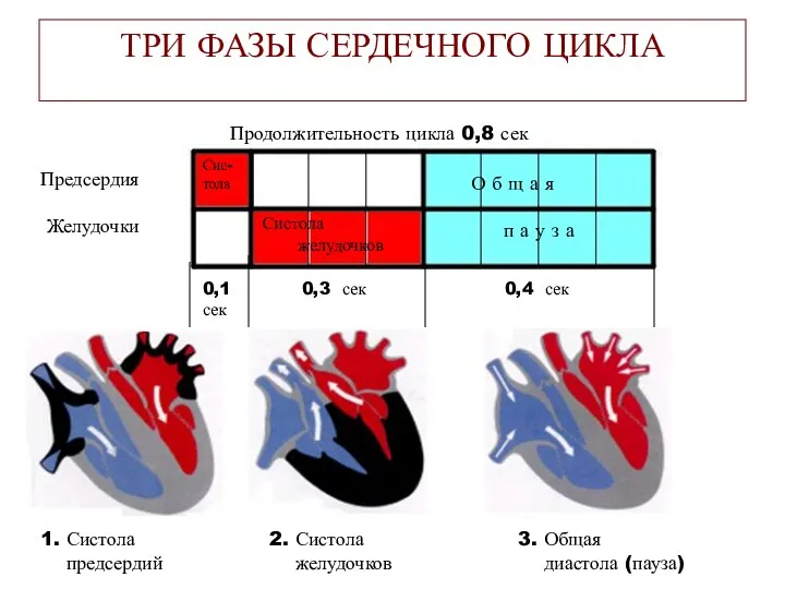 ТРИ ФАЗЫ СЕРДЕЧНОГО ЦИКЛА Предсердия Желудочки 0,1 сек Сис- тола Систола