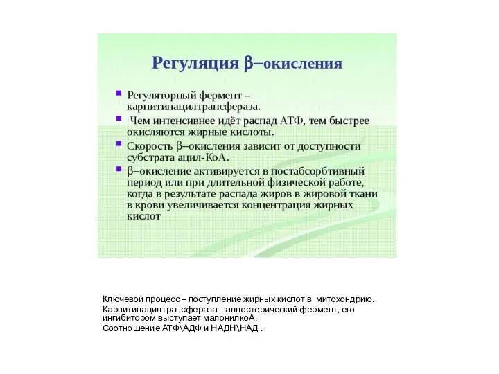 Ключевой процесс – поступление жирных кислот в митохондрию. Карнитинацилтрансфераза – аллостерический