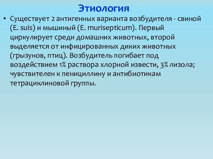 Этиология Существует 2 антигенных варианта возбудителя - свиной (Е. suis) и