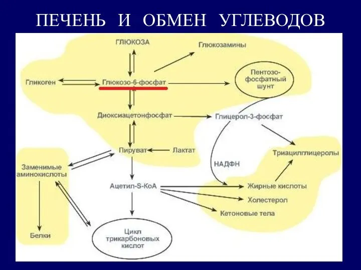 ПЕЧЕНЬ И ОБМЕН УГЛЕВОДОВ