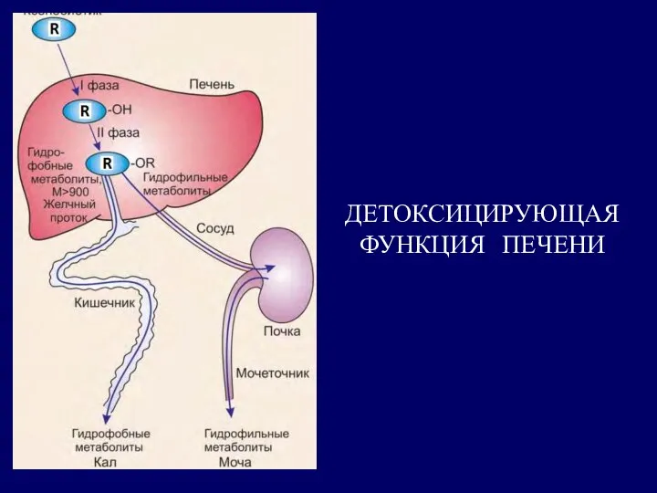 ДЕТОКСИЦИРУЮЩАЯ ФУНКЦИЯ ПЕЧЕНИ