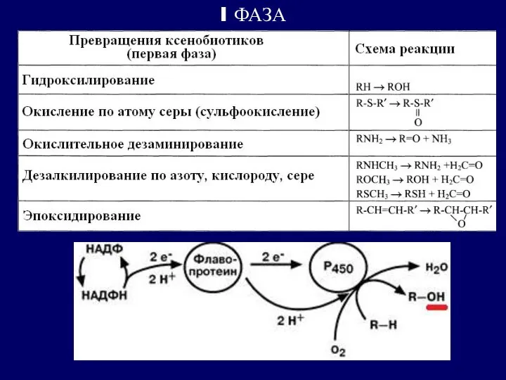 I ФАЗА