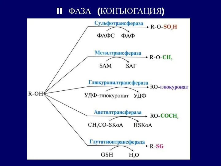 II ФАЗА (КОНЪЮГАЦИЯ)