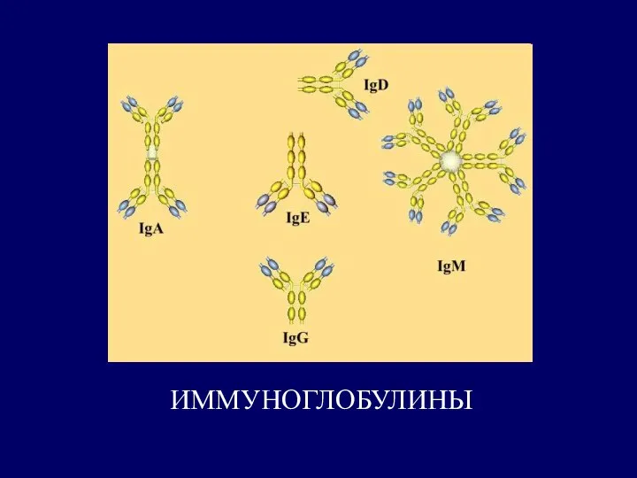 ИММУНОГЛОБУЛИНЫ