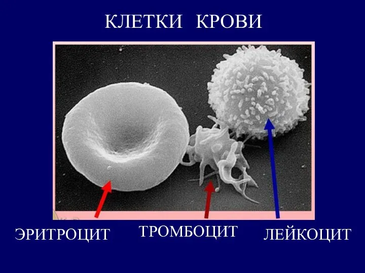 КЛЕТКИ КРОВИ ЭРИТРОЦИТ ТРОМБОЦИТ ЛЕЙКОЦИТ