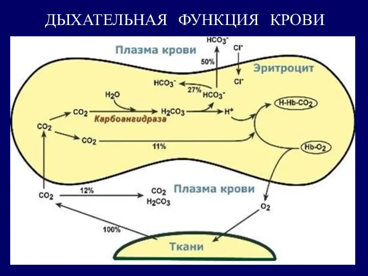 ДЫХАТЕЛЬНАЯ ФУНКЦИЯ КРОВИ