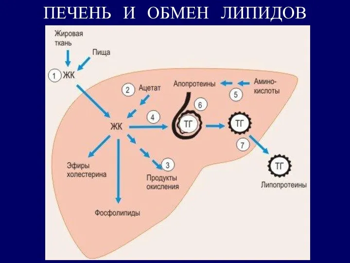 ПЕЧЕНЬ И ОБМЕН ЛИПИДОВ