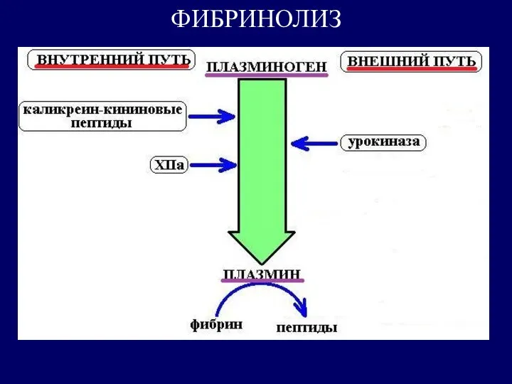 ФИБРИНОЛИЗ