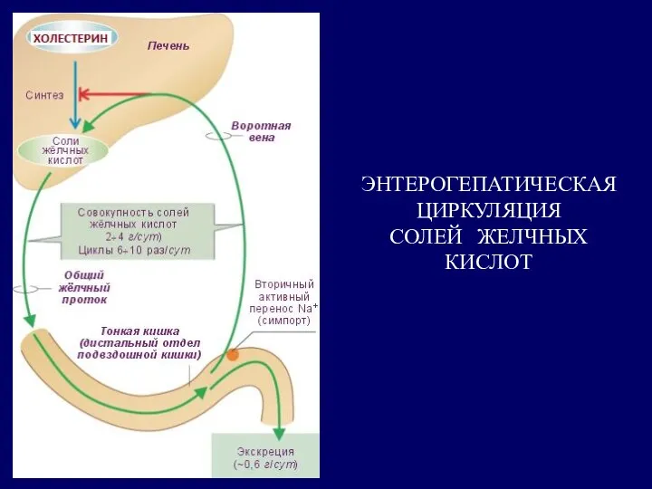 ЭНТЕРОГЕПАТИЧЕСКАЯ ЦИРКУЛЯЦИЯ СОЛЕЙ ЖЕЛЧНЫХ КИСЛОТ