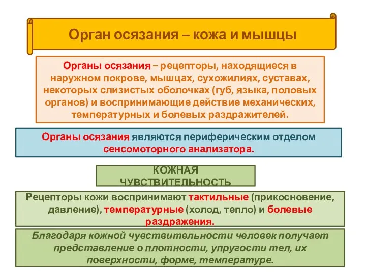 Орган осязания – кожа и мышцы Органы осязания – рецепторы, находящиеся