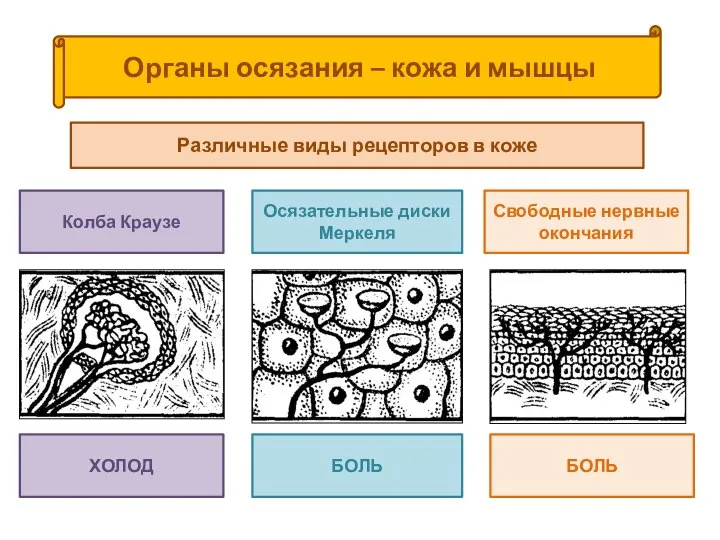 Органы осязания – кожа и мышцы Различные виды рецепторов в коже