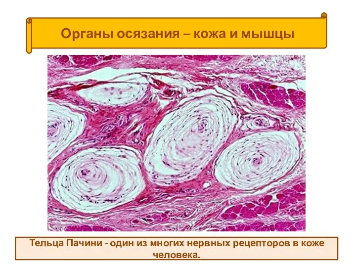 Органы осязания – кожа и мышцы Тельца Пачини - один из