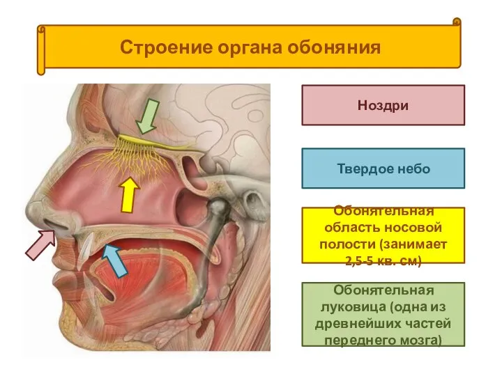 Строение органа обоняния Ноздри Твердое небо Обонятельная область носовой полости (занимает