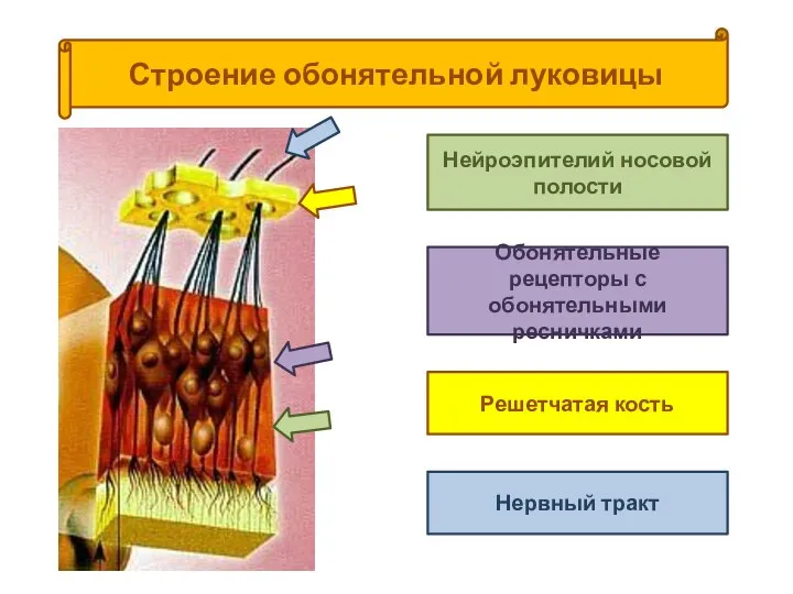 Строение обонятельной луковицы Нейроэпителий носовой полости Обонятельные рецепторы с обонятельными ресничками Решетчатая кость Нервный тракт
