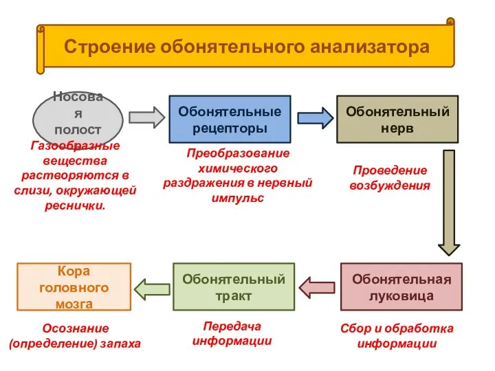 Строение обонятельного анализатора Обонятельные рецепторы Носовая полость Обонятельный нерв Обонятельная луковица