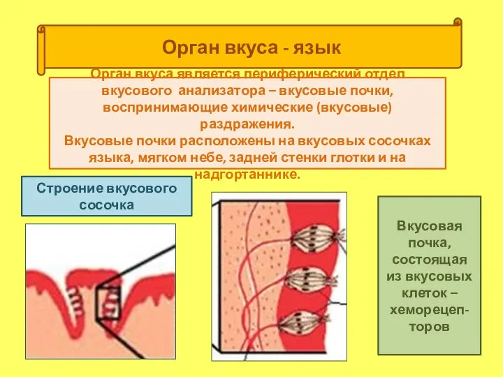 Орган вкуса - язык Орган вкуса является периферический отдел вкусового анализатора