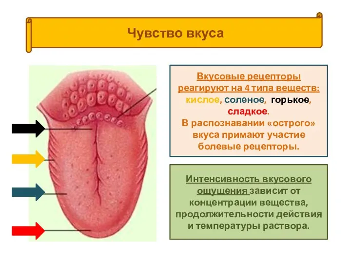 Чувство вкуса Вкусовые рецепторы реагируют на 4 типа веществ: кислое, соленое,