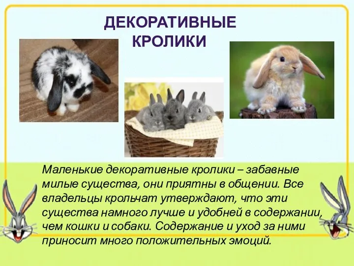 ДЕКОРАТИВНЫЕ КРОЛИКИ Маленькие декоративные кролики – забавные милые существа, они приятны