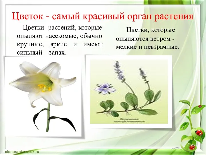 Цветок - самый красивый орган растения Цветки растений, которые опыляют насекомые,