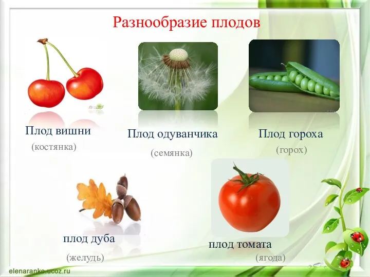 Разнообразие плодов плод томата (ягода) плод дуба (желудь) Плод вишни Плод