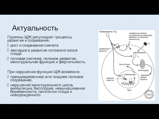 Актуальность Гормоны ЩЖ регулируют процессы развития и созревания: рост и созревание