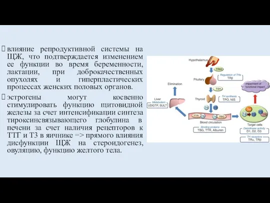 влияние репродуктивной системы на ЩЖ, что подтверждается изменением ее функции во