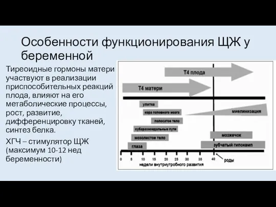 Особенности функционирования ЩЖ у беременной Тиреоидные гормоны матери участвуют в реализации