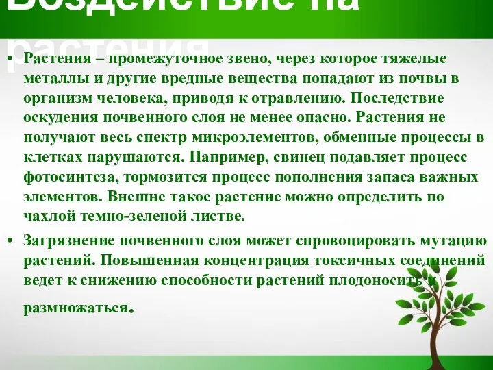 Воздействие на растения Растения – промежуточное звено, через которое тяжелые металлы