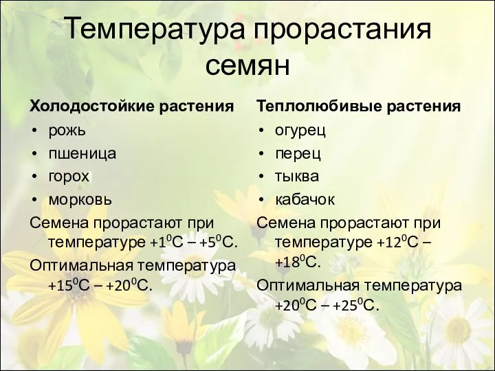 Температура прорастания семян Холодостойкие растения рожь пшеница горох морковь Семена прорастают