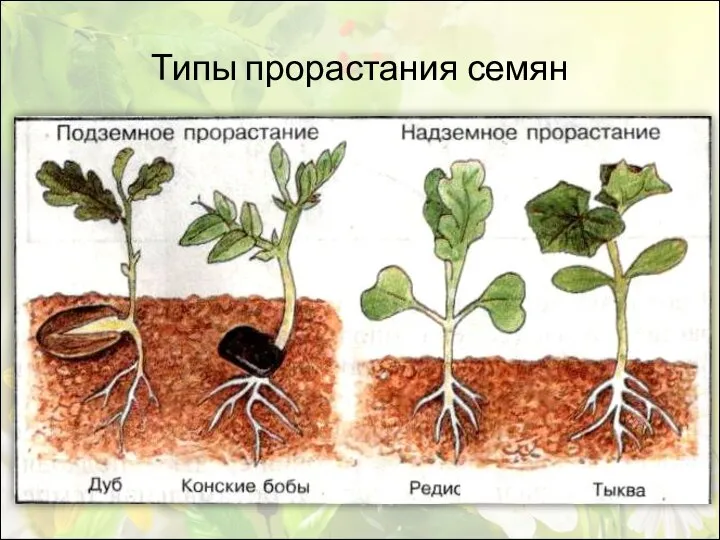 Типы прорастания семян