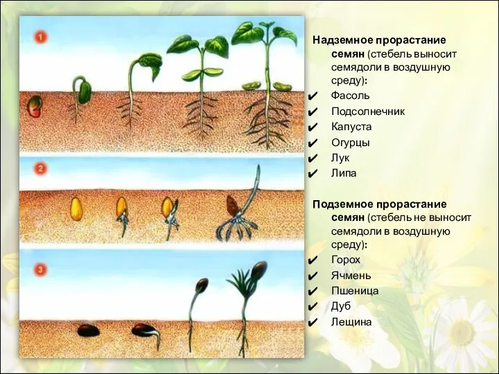 Надземное прорастание семян (стебель выносит семядоли в воздушную среду): Фасоль Подсолнечник