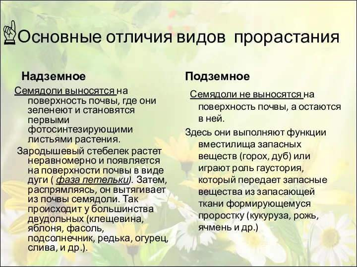 Основные отличия видов прорастания Надземное Семядоли выносятся на поверхность почвы, где