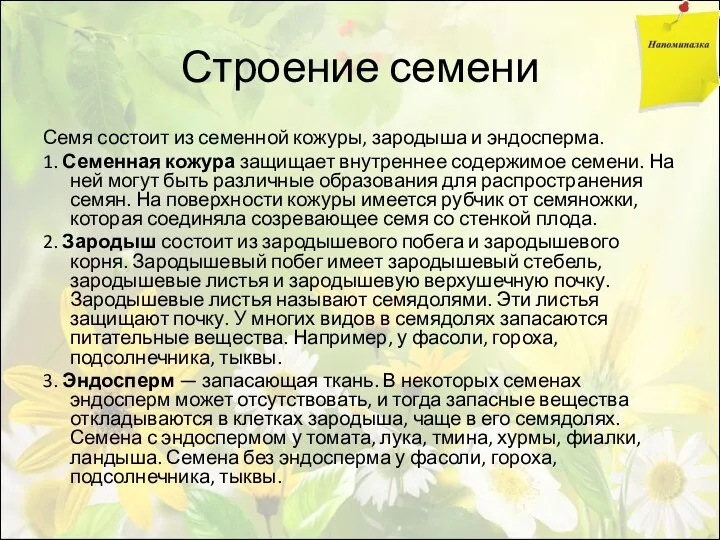 Строение семени Семя состоит из семенной кожуры, зародыша и эндосперма. 1.