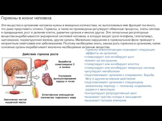 Гормоны в жизни человека Эти вещества в организме человека нужны в