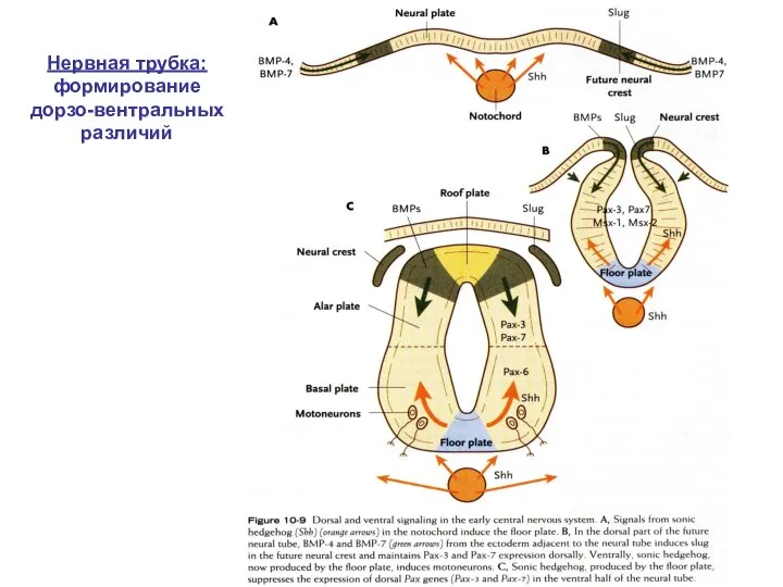 Нервная трубка: формирование дорзо-вентральных различий