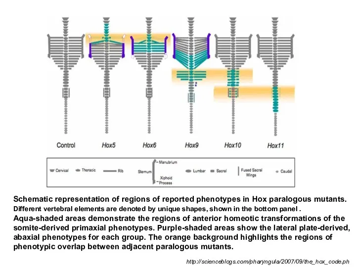 Schematic representation of regions of reported phenotypes in Hox paralogous mutants.