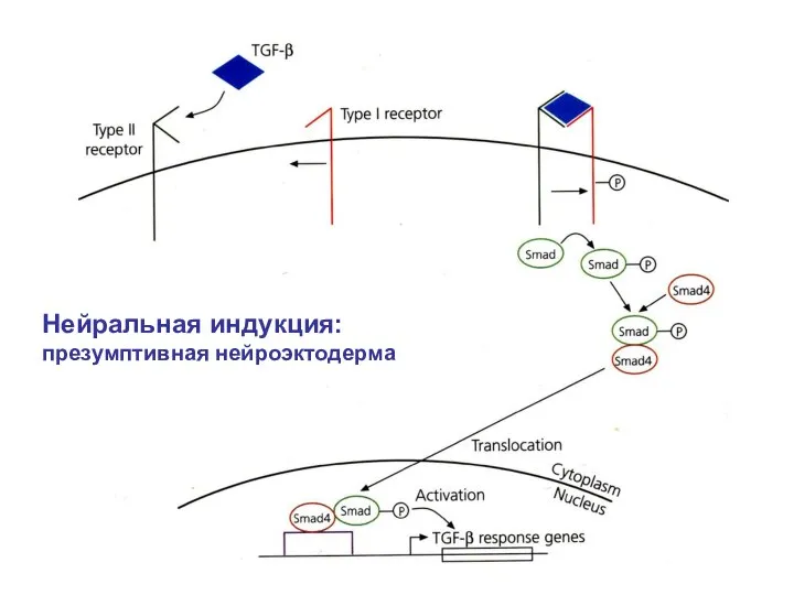 Нейральная индукция: презумптивная нейроэктодерма